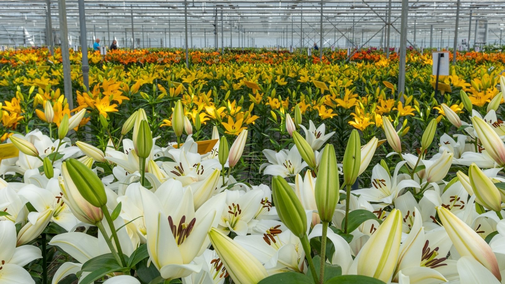 Dutch Lily Days cultivo lirio